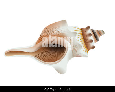 seashell illustration on white background Stock Photo