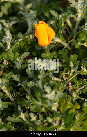 California poppy, Montana de Oro State Park, California Stock Photo