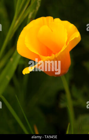 California poppy, Montana de Oro State Park, California Stock Photo