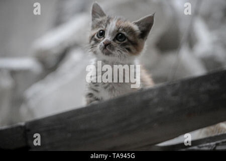Innocent cats seen emerging from under the rubble of destroyed houses. Aftermath of the Russian planes and Bashar al-Assad planes shelling on buildings with no mercy on civilians or animals in Ariha, Syria. Stock Photo