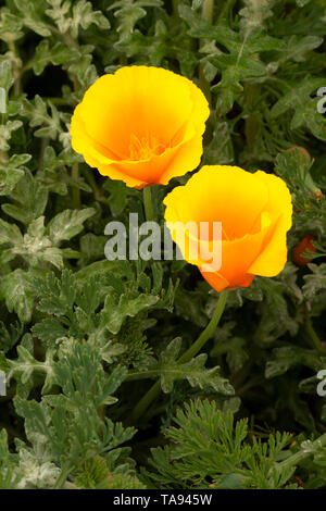 California poppy, Montana de Oro State Park, California Stock Photo