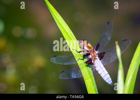 Emperor Dragonfly or Anax imperator sitting on green leaf. Stock Photo