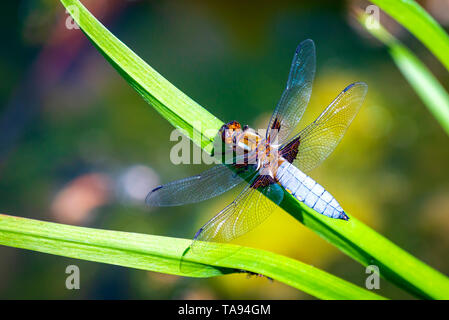 Emperor Dragonfly or Anax imperator sitting on green leaf. Stock Photo