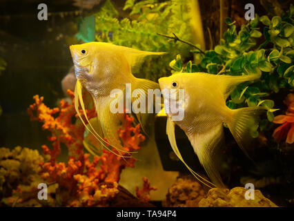 Silver angelfish swimming fish tank underwater aquarium / Pterophyllum scalare - White angel fish Stock Photo