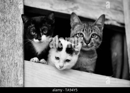 kittens cute cat / Monochrome three tabby cat brethren kitten on window looking outside - asia thai cat sad animal pet Stock Photo