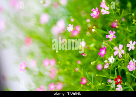 colorful beautiful pink gypsophila bouqitue flower in the garden Stock Photo