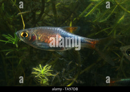 Harlequin Rasbora, beautiful Stock Photo