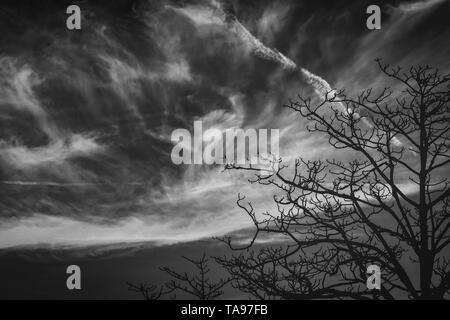 Silhouette leafless tree. Silhouette dead tree on dark dramatic sky and clouds background for scary or death. Halloween day background. Hopeless. Stock Photo