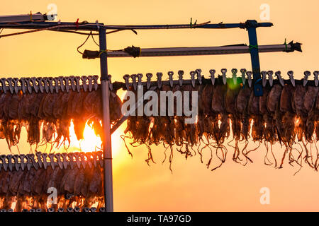 Dried squid hanging with clip in a line against sunset sky. Street food in Thailand. Delicious dried seafood. Dried cuttlefish ready to grilled and Stock Photo