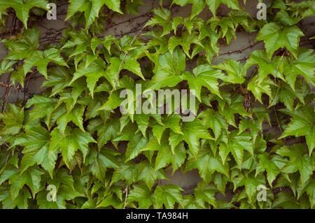 Ivy leaves with wooden branches on the wall. Fresh background. Tiny black berries Stock Photo