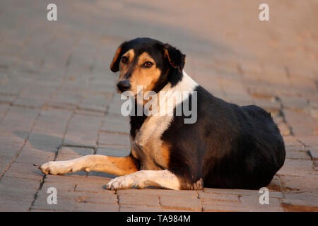 Dog sitting on street and looking at camera. Stock Photo