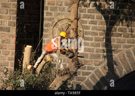 PUNE, MAHARASHTRA, February 2019, Man cutting tree with machine. Stock Photo