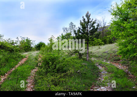 A pine tree between two pathway on the hill and blue sky Stock Photo