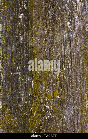 Green moss and mold growing on the old tree. Wood textured background with green moss texture Stock Photo