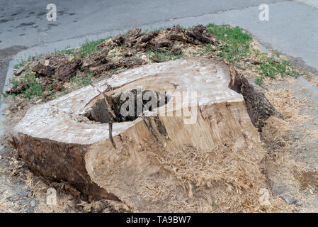 Old wooden stump with a hole in the middle. Sawn wooden stumps are on the ground. Stock Photo