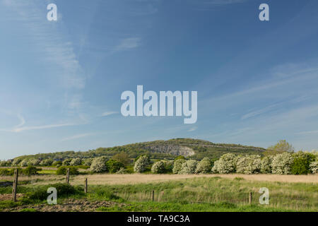 A view of Warton Crag and its disused limestone quarry face. Warton Crag sits between the villages of Warton and Silverdale in Lancashire England UK G Stock Photo