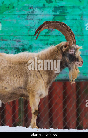 Goat with horns and beard in the village. Stock Photo