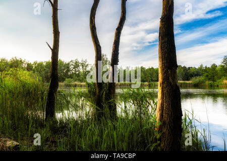 walenhoek, Niel, Belgium:  Dead trees in front of a beautiful small lake at golden hour Stock Photo