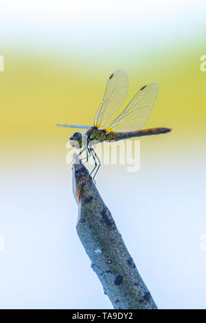 Sleepy Dragonfly sitting on a hand made wooden stand for fishing rods against the blurred background. Stock Photo