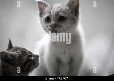 Ariha, ldlib, Syria. 22nd May, 2019. Innocent cats seen emerging from under the rubble of destroyed houses.Aftermath of the Russian planes and Bashar al-Assad planes shelling on buildings with no mercy on civilians or animals in Ariha, Syria. Credit: Mohamad Saeed/SOPA Images/ZUMA Wire/Alamy Live News Stock Photo
