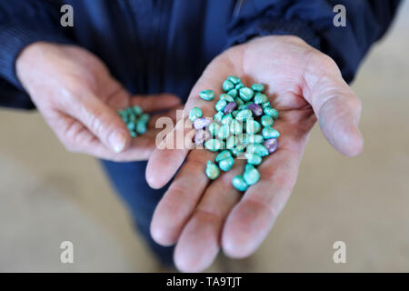 (190523) -- IOWA, May 23, 2019 (Xinhua) -- Bill Pellett shows corn seeds to be planted at his family farm in Atlantic of Cass county, Iowa, the United States, April 24, 2019. Bill Pellett knows how to farm, but just like most of his peers across the country, the 71-year-old farmer is feeling less assured of what he could get from a new year of farming, as there appears to be no quick resolution of the year-long trade disputes between the United States and China.   TO GO WITH 'Spotlight: Leading U.S. farming state enters new crop season amid uncertainty over trade prospects with China' (Xinhua/ Stock Photo