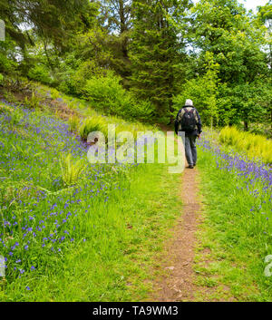 Sleat Peninsula, Isle of Skye, Scottish Highlands, Scotland, United Kingdom, 23rd May 2019. UK Weather: Spring sunshine on the carpet of bluebells along a woodland path. A senior man walks on a footpath Stock Photo