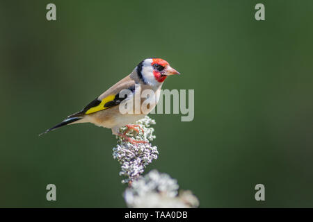 A side profile portrait of a goldfinch perched on a branch and looking to the right Stock Photo