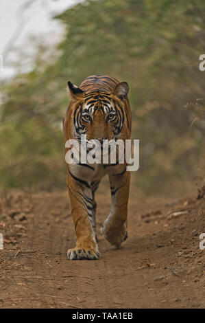 Approaching tiger on forest track, Ranthambore national park, Rajasthan, India, Asia Stock Photo