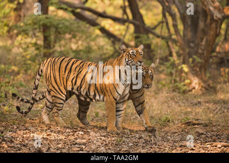 Bengal tigers in Ranthambhore national park, rajasthan, India, Asia Stock Photo