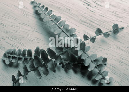 Split-toned black and white image of crisscrossing fern leaves on a wooden surface; intended to color coordinate with popular brown and green paint co Stock Photo