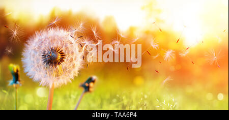 Dandelion In Field At Sunset - Freedom to Wish Stock Photo