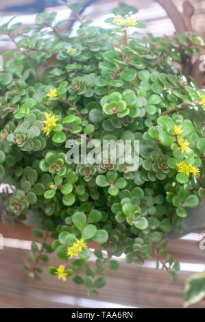 Golden Japanese Stonecrop (Sedum makinoi ogon) flowers and foliage. This is a tiny-leaved, spreading, ground cover Sedum that is noted for its bright  Stock Photo