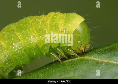 Close up view of Angle Shades Moth caterpillar (Phlogophora meticulosa) on leaf. Tipperary, Ireland Stock Photo