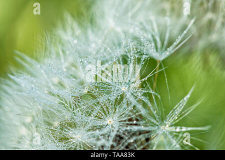 Closeup of morning dew drops on dandelion seeds Stock Photo