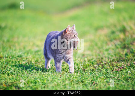 nimble striped cat walks on green grass on a farm in a field with a gray mouse caught in his teeth Stock Photo