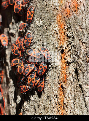 A flock of forest red-black cockroaches grouped on the bark of a tree, a close-up photo. Stock Photo