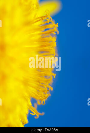 vertical natural background with bright yellow semicircle sunny dandelion flower close up covered with honey pollen blossomed on a spring clear sunny  Stock Photo