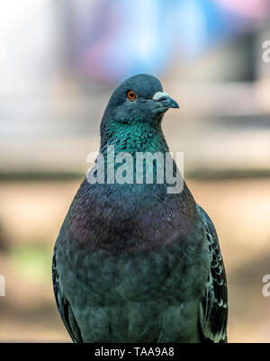 Pigeons and doves constitute the animal family Columbidae and the order Columbiformes, Stock Photo