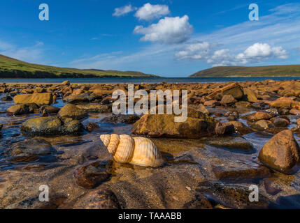 Giant whelk shell on shore at Isbister, Shetland Stock Photo