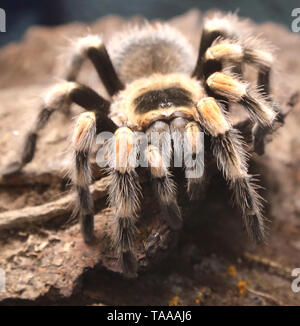 giant poisonous hairy spider photographed closely in the Amazon ...