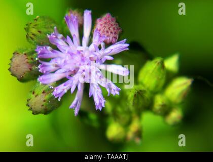 close up of small purple color flower of ironweed - vernonia cinerea - monarakudumbiya seen in a home garden in Sri Lanka Stock Photo