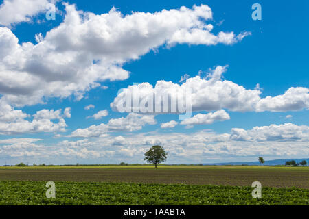 A lonely tree among an agricultural field in Vojvodina, Serbia Stock Photo