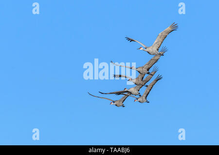 Sandhill Cranes in flight near the Platte River in Nebraska. Stock Photo