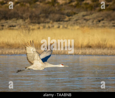 Sandhill Crane taking flight at Bosque del Apache National Wildlife Refuge, New Mexico. Stock Photo