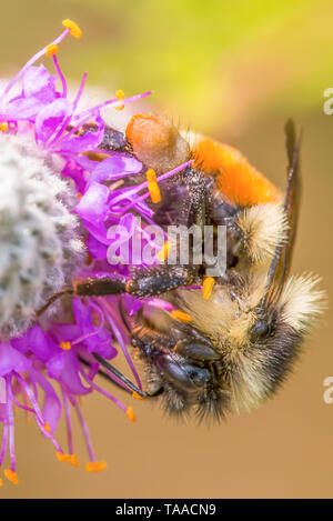 Orange-belted bumble bee on purple prairie clover at Crex Meadows Wildlife Area in Northern Wisconsin - detailed extreme close up macro of insect Stock Photo