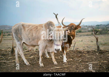 Cow showing affection at a local family farm. Brahman Cattle livestock and animal husbandry. Teotitlan del Valle, Oaxaca State, Mexico. May 2019 Stock Photo