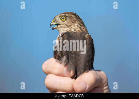 I believe a sharp-shinned juvenile hawk portrait - close up - at Hawk Ridge Bird Observatory in Duluth, Minnesota during Fall migrations Stock Photo