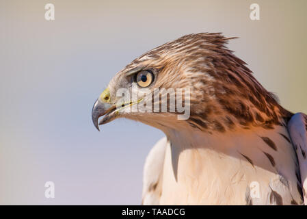 I believe a sharp-shinned juvenile hawk portrait - close up - at Hawk Ridge Bird Observatory in Duluth, Minnesota during Fall migrations Stock Photo