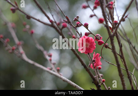 Pink flower plum blossoms in Botanic garden Park in Wuhan city, Hubei China. Stock Photo