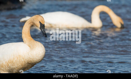A pair of trumpeter swans on a beautiful sunny spring / late winter day - taken in the Crex Meadows Wildlife Area in Northern Wisconsin Stock Photo